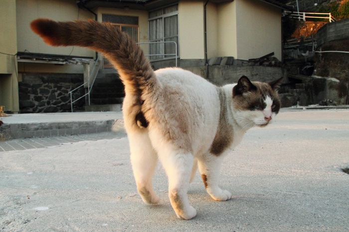 （写真:芳澤ルミ子）