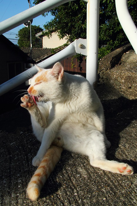 （写真:芳澤ルミ子）