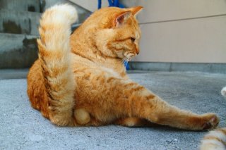 ドヤ顔で“たまたま”をチラリ！ ニヤリな口元がカッコイイね