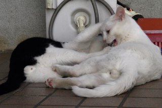 戦いごっこの兄弟を激写！純白のツー“たまたま”はまさにお宝