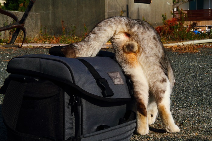 （写真:芳澤ルミ子）