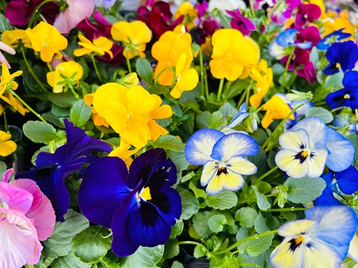 平社員のパンビオ入荷が店の敷地を大きく越えてスタッフの失笑。あいつはバカなんだと思う　byさぶ店長／無断転載禁止（C）コクハク