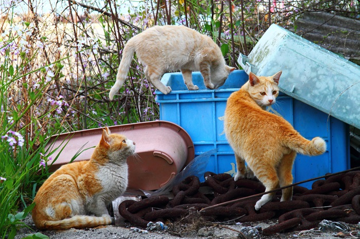 （写真:芳澤ルミ子）