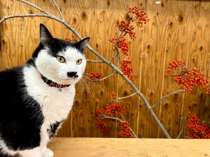 店に野良猫がご飯食べやってくるが、なんでみんなパンダ猫なんや？　byさぶ店長／無断転載禁止（C）コクハク