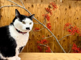 開運の実「イイギリ」はお正月限定ではない!クリスマスも守ってくれる