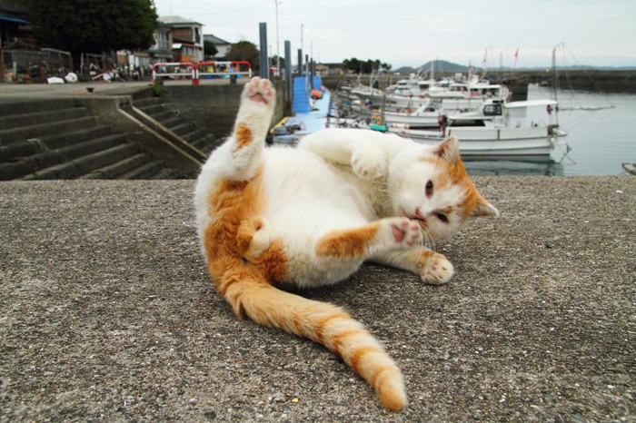 （写真:芳澤ルミ子）