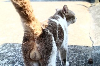 もう言葉はいらない！ 立派すぎる最強の神“たまたま”が降臨