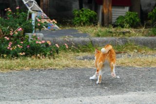 カメラマンの本領発揮！ ウブ“たまたま”を追いかけパチリ 