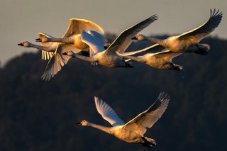 一心に、朝日に向けて飛ぶその眼は何を視ているのか