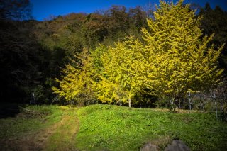 季節の中へ向かう道で 黄色のまぶしさに目がくらんだ