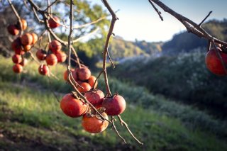 鮮やかな朱色にハッとする 見つけたのは秋が忘れていった物