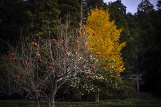 黄金色の葉と朱赤の柿の景色 心まで秋色に染まるような日