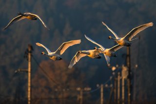朝日に向かって飛び立つハクチョウにも悩みがあるとしたら…