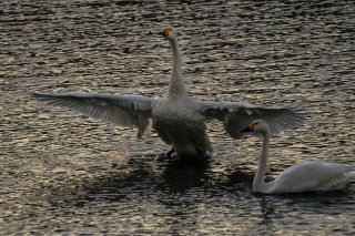 夜明けとともに起きだしたコハクチョウの胸の内