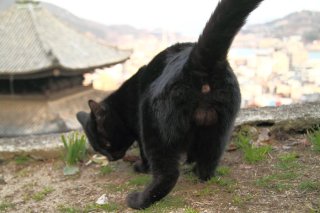 尾道の町並みより絶景也！ 恥ずかしがり屋のクロ“たまたま”