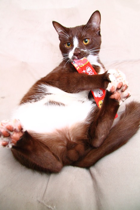 （写真:芳澤ルミ子）