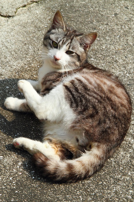 （写真:芳澤ルミ子）