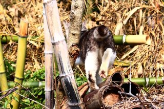 「こっちに付いてきて」広島で“たまたま”が秘密基地にご案内