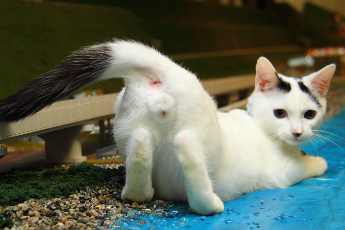 （写真:芳澤ルミ子）