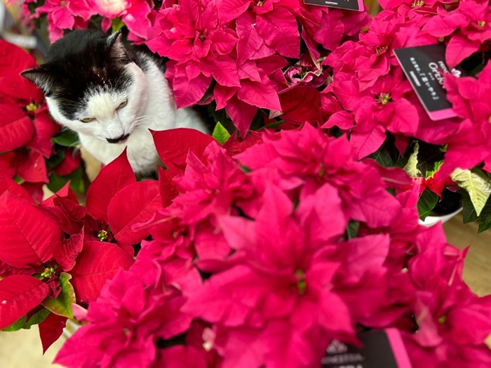 ポインセチアまみれで身動きとれん　byさぶ店長／無断転載禁止（C）コクハク