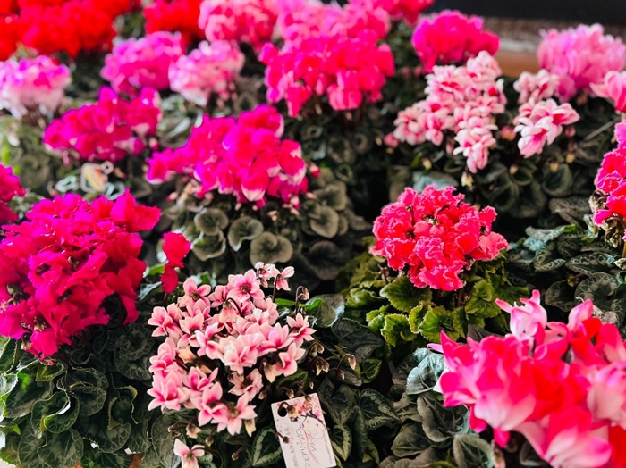 またもや爆買い／無断転載禁止（C）コクハク