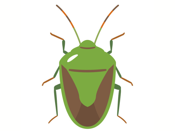 カメムシ警報発令中！（写真:iStock）