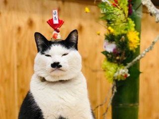 なぜお正月の飾りに竹?めでてぇ年賀の最強アイテムはSDGs的にも超優秀