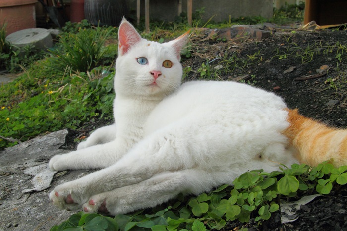 （写真:芳澤ルミ子）