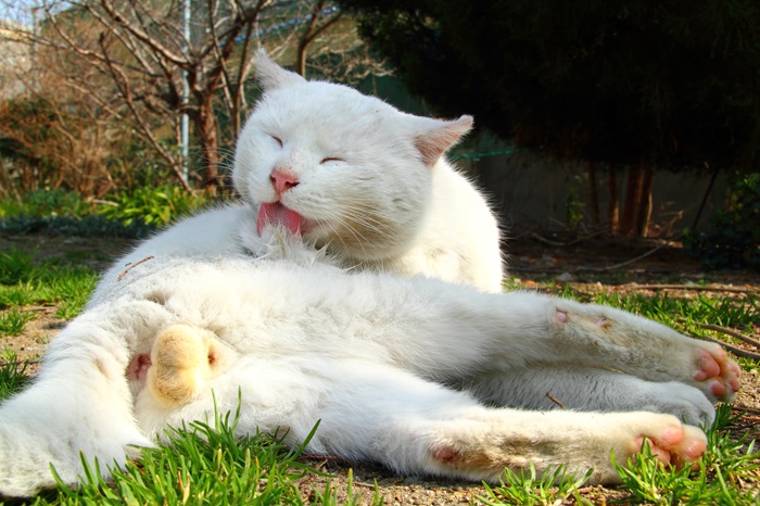 （写真:芳澤ルミ子）