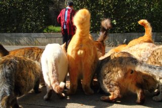 ご飯をありがとにゃ！ お母さんが大好きな“たまたま”君たち