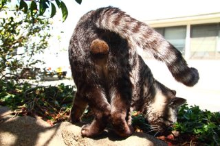 おんにゃの子の匂いに夢中!“たまたま”君の恋が実るといいな