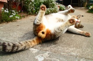 ありがたい幸運お年玉! 激レア縞三毛猫の“たまたま”に合掌