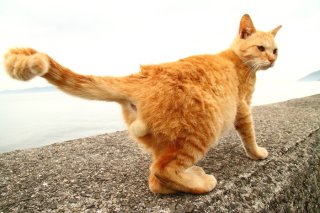 鍵シッポでつかんだ幸せを“たまたま”にたっぷり貯めこんで♡