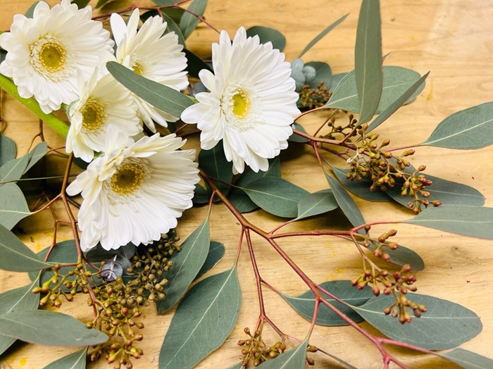 白いガーベラの花言葉は「希望」です／無断転載禁止（C）コクハク