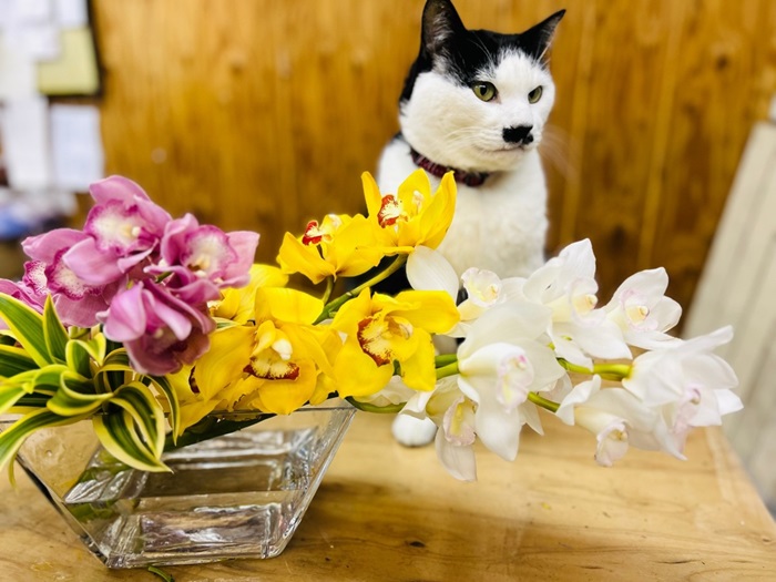 会社さんの受付を一週間飾って戻ってきた強者。ピンピンじゃぃ　byさぶ店長／無断転載禁止（C）コクハク