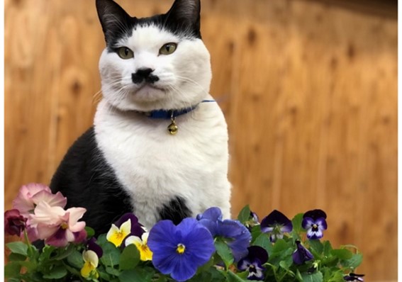 花屋のくせにパンビオが一個も無いから写真が撮れんかった　byさぶ店長／無断転載禁止（C）コクハク