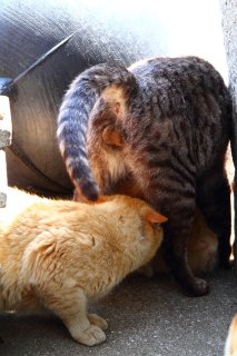 BIGな“にゃんたま”ライバル出現！おにゃんこを巡る壮絶な三角関係ぼっ発