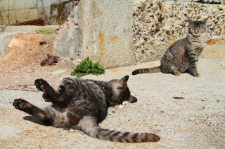 愛しいおんにゃの子に猛アピール♡“たまたま”君の恋の行方は