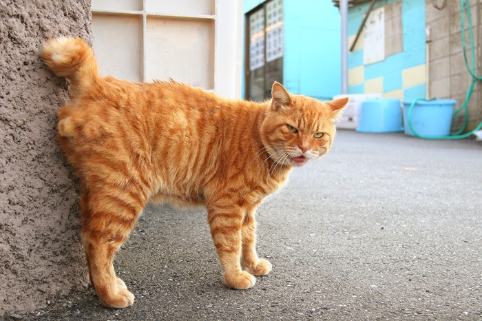 （写真:芳澤ルミ子）