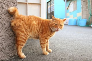 ちょいワルと見せかけて…実はおしゃべりな“たまたま”にキュン