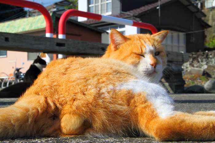 （写真:芳澤ルミ子）