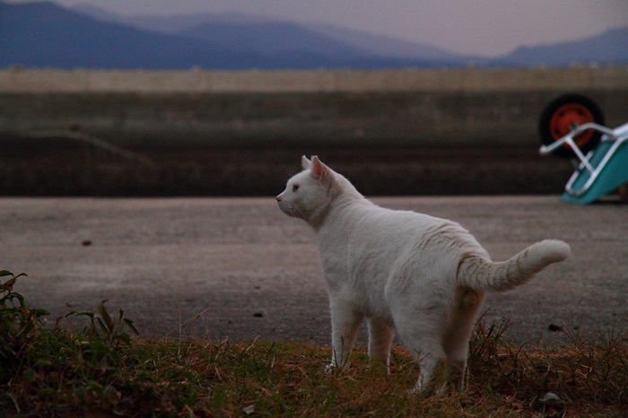 （写真:芳澤ルミ子）