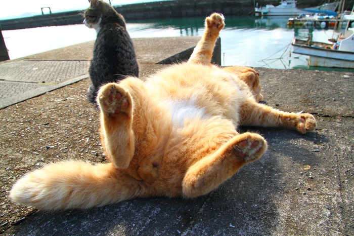 （写真:芳澤ルミ子）