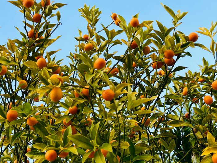 金柑は富をもたらす木／無断転載禁止（C）コクハク