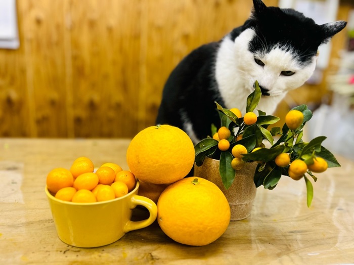 柑橘類の調達には事欠かないありがたいエリアやねん　byさぶ店長／無断転載禁止（C）コクハク