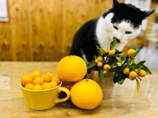 春節に欠かせない「柑橘類」は金運アップの鉄板アイテム!