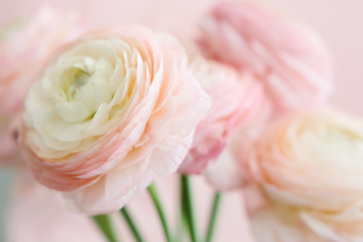 なんだか景気のいい花言葉が（写真:iStock）