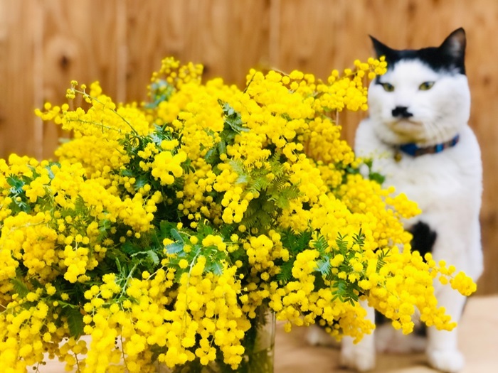 撮影中にテーブルから落ちて捻挫。猫のくせにと笑われた　byさぶ店長 ／無断転載禁止（C）コクハク