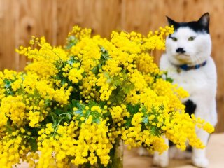春を告げる「ミモザ」、“命短し”可憐なフワフワを長持ちさせる鉄の掟3条