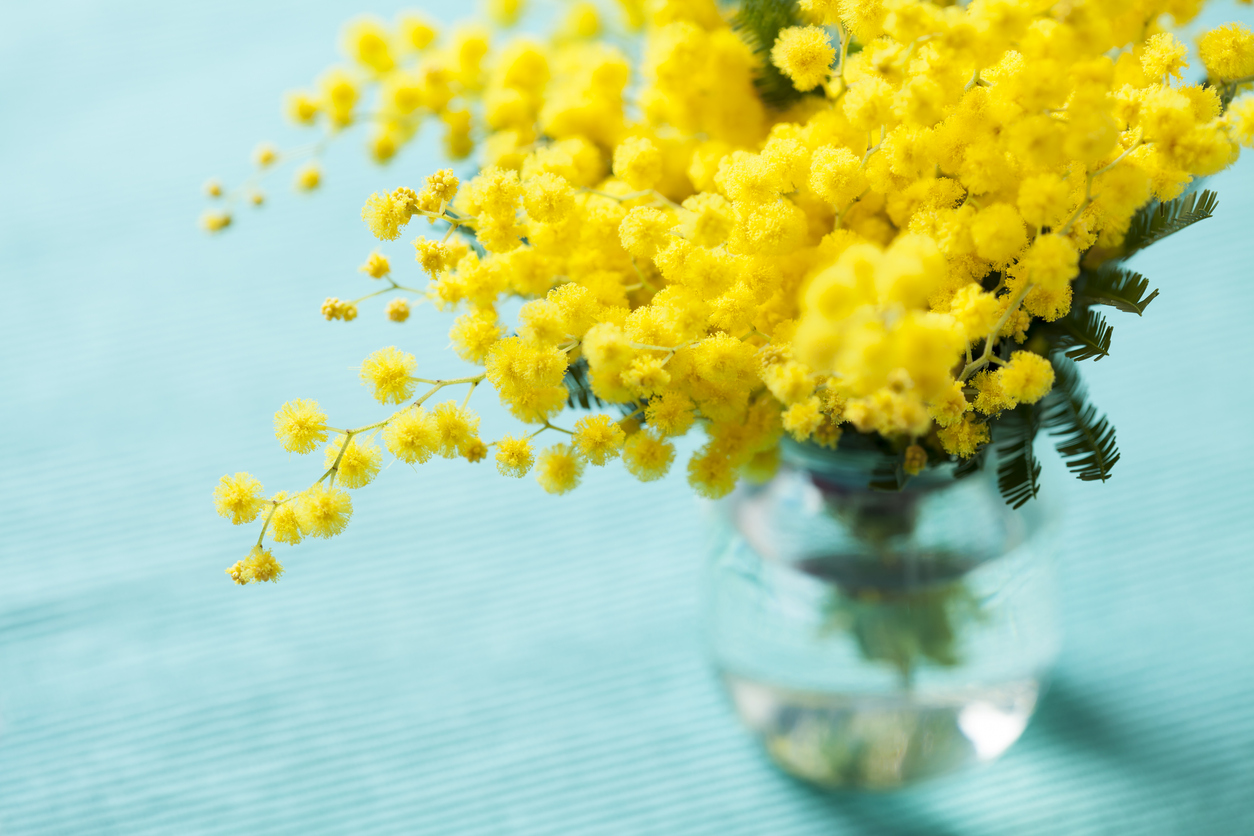 ミモザのお花自体も繊細ですよね（写真:iStock）
